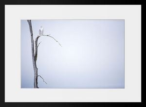 PHOTOBAY - harfang des neiges n° 4 - Photographie