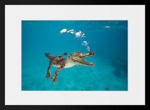 PHOTOBAY - young crocodile exhaling in the ocean - Photographie