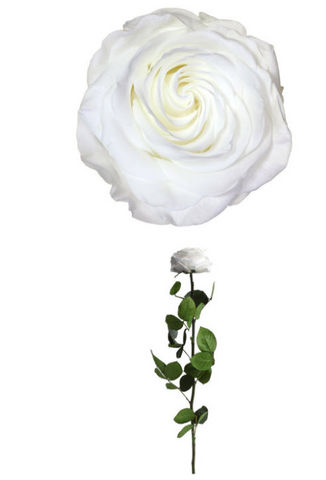 Verdissimo - Fleur stabilisée-Verdissimo-Rose à tige Premium--