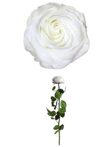 Verdissimo - rose à tige premium-- - Potted Flower