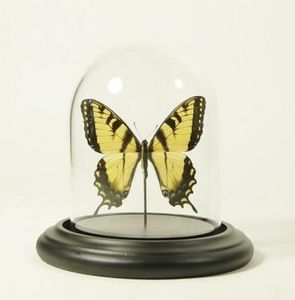 DE MUSEUMWINKEL.COM -  - Butterfly