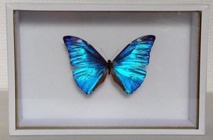 Reliure seguin -  - Schmetterling