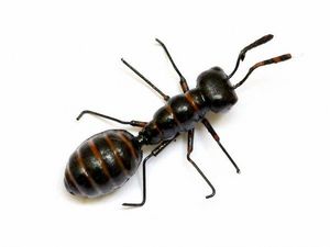 CODIL - fourmi noire gm - Calamita